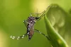 Aedes Aegypti Mosquito Closeup