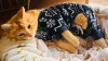 Orange tabby cat in a pair of navy and white pajamas