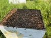 bees
