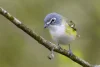Blue-headed Vireo perched on a small branch
