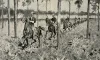 With The Regulars at Port Tampa - Ninth United States Calvary skirmishing through the pines - drawn by Frederic Remington