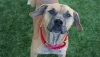 A sweet-faced brown dog with a red collar looks at the camera.