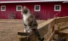 A cat sitting in front of a red barn