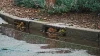 Clogged Storm Drain
