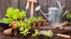 Seedlings of lettuce with gardening tools outside the potting shed