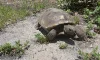 Gopher tortoises are most active during the day when they can bask in the sun and forage for food.