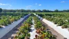 Rows of planted strawberries