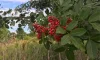 Brazilian pepper is one of Florida's most widespread invasive plants