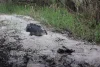 An alligator rests on a riverbank in Little Manatee River State Park