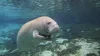 Single manatee under water swimming in the hot springs sanctuary in Florida