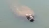 Manatee swimming in water near Apollo Beach
