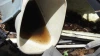 Mosquito larvae