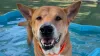 A large dog stands in a bone shaped kiddie pool