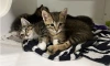 A pile of kittens at the Pet Resource Center.