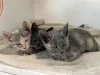 PRC Cat Available for Adoption 3 - 10-2025 - three kittens
