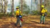 Prescribed burn by professionals in Hillsborough County