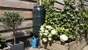 Rain barrel for collecting rain water