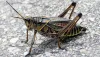 Eastern lubber grasshoppers, commonly referred to as lubbers, are native insects to Florida and the Southeastern Coastal Plain. Photo courtesy of Don Hall, UF/IFAS Extension Hillsborough County.