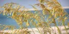 A closeup of sea oats with a beach in the background