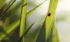 Tick on plant