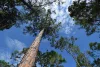 Aerial view of trees