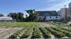 Rows of plants in front or a house, with a building and crane in the background.