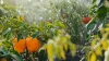 Bell peppers in vegetable garden being sprayed with water.