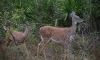 A mother dear and her baby walking among the palmetto bushes