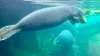 Three manatees in the water feeding on lettuce