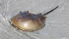 Horseshoe crab in shallow water on a beach