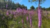 Purple flowers growing in clumps on a nature preserve.