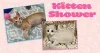 A "Kitten Shower" collage with two kittens in the pictures