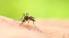 A mosquito landing on someone's skin