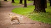 A dog in a park standing alone with a leash