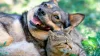 Dog and cat laying in the grass