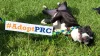 #AdoptPRC - a black and white dog rolling in the grass