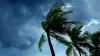 Palm trees set against a very gray, cloudy sky