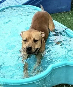 A light brown large dog plays in a dog bone shaped kiddy pool