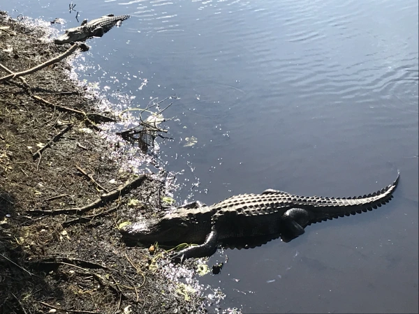An alligator in water