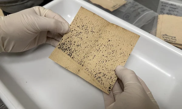 Gloved hands hold a brown square of paper with black mosquito eggs all over it.