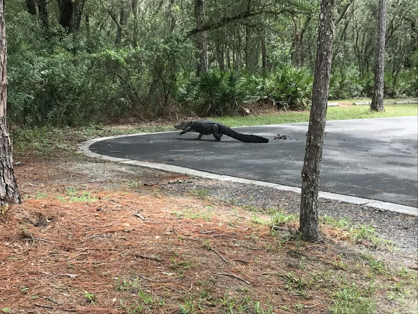 An alligator crossing the road