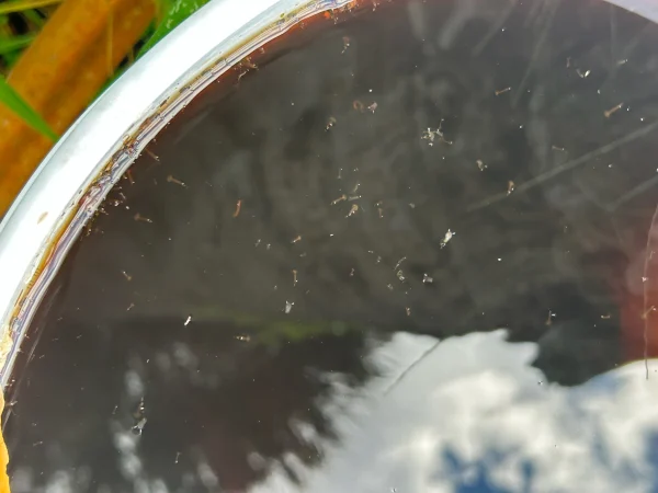 Mosquito larvae breeding in stagnant water