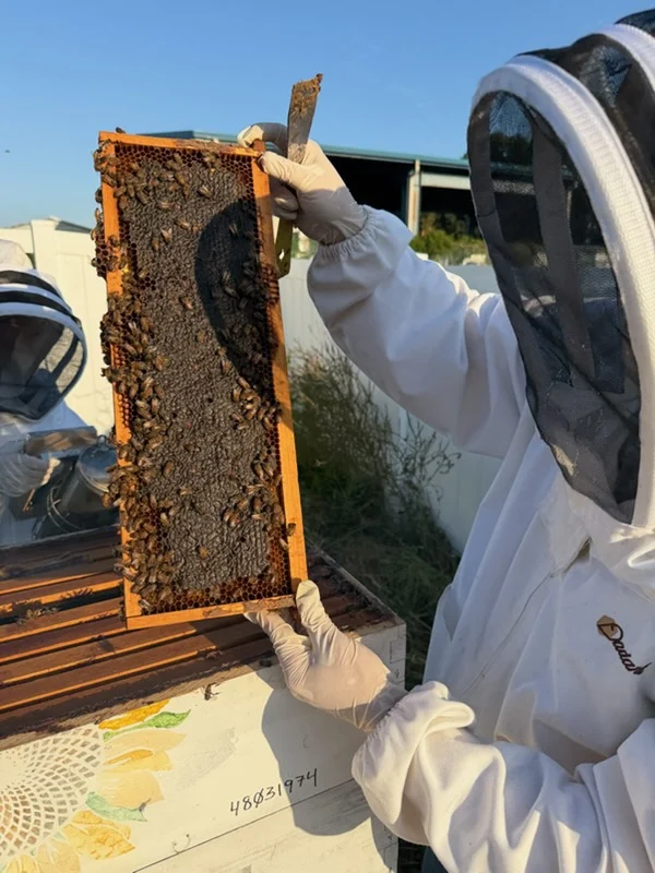 A beekeeper checks its hive