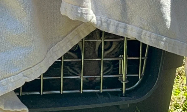 Owl's Nest Sanctuary for Wildlife releases a pair of rehabilitated bobcats into the wild.