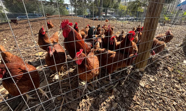 Chickens Roam at Meacham Urban Farm