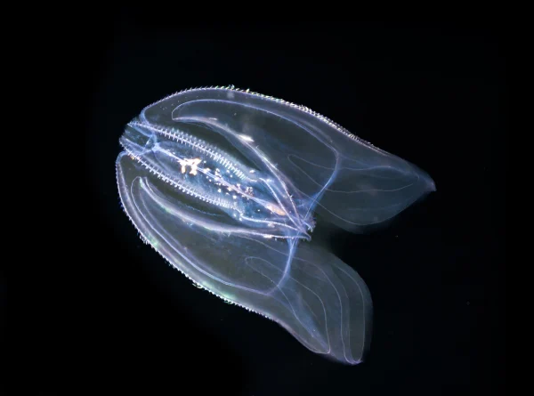 Mnemiopsis leidyi, the warty comb jelly or sea walnut lit up against black background