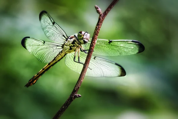 A dragonfly sitting on a small twig