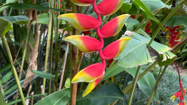 Eureka Springs Lobster Claw