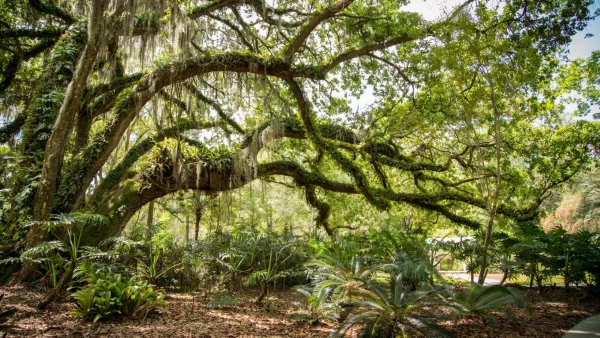 Eureka Springs Oak Tree