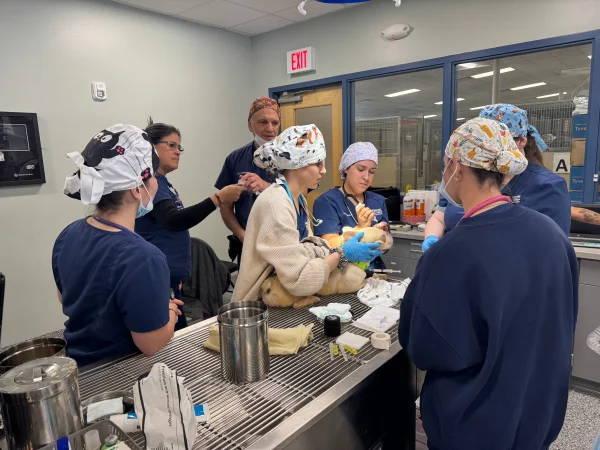 HCC students prepare a dog for routine surgery.